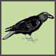 SAL BlackBird